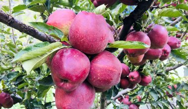 मुस्ताङमा पाक्यो मार्फा स्याउ