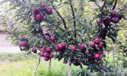 शीतभण्डार अभावमा खेर जाँदै डोल्पाका स्याउ