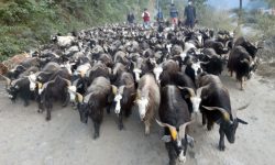 च्याङ्ग्राको मूल्य आकासियाे