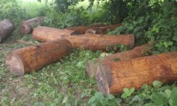 चापाकोट नगरपालिकाबाट बेवारिसे काठ बरामद