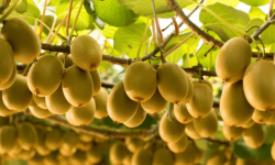 बागलुङमै किबी र जडीबुटीको बिरुवा उत्पादन