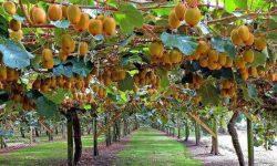 कृषि कर्मबाटै मासिक एक लाख बचत