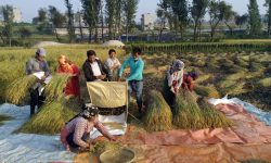 धान भित्र्याउन व्यस्त भक्तपुरका किसान