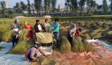 धान भित्र्याउन व्यस्त भक्तपुरका किसान