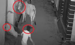 हजुरआमालाई बचाउन साँढेसँग जुध्ने बालक (हेर्नुहोस भिडियो)