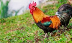 सपनामा कुखुरा देख्दा के हुन्छ ?