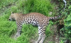 सवारीको ठक्करबाट चितुवा मर्यो