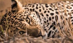 चितुवाको आक्रमणबाट ज्यान गुमाएका बालकका परिवारलाई राहत