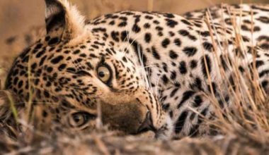 चितुवाको आक्रमणबाट ज्यान गुमाएका बालकका परिवारलाई राहत