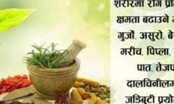 कोरोनाबाट बच्न यी जडीबुटी प्रयोग गर्नु उपयुक्त हुन्छ