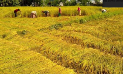 किसानलाई बाली भित्र्याउने चटारो