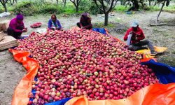 सडक अभावले गोरखामा कुहिँदै करोडौँको स्याउ, बजार ल्याइदिन सरकारसँग माग