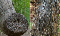 पैसा फल्ने चमत्कारिक रुख