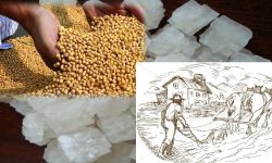 ढिके नुनसँग भटमास र बेथे साट्दै डाेटीका किसान