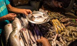 भारतबाट आयातीत विषाक्त रसायनयुक्त माछाको बिक्रीमा रोक