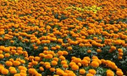 तिहारमा भारतबाट फूल आयात नहुने