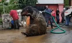 ४ फिट अग्लो मुसा भेटिएपछि भागभाग