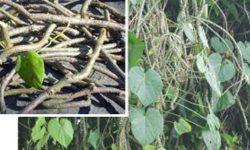 दशैँका मुख्य दिनमा पनि रोकिएन निःशुल्क गुर्जो वितरण अभियान