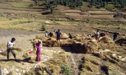 जुम्लामा किसानलाई धान भित्र्याउन चटारो