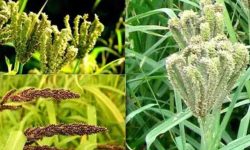 अछामका किसानले फलेको कोदोसँग चामल साट्ने कार्यक्रम गर्दै