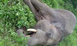 सामुदायिक वनभित्र मृत हात्ती फेला