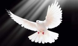 परेवा संरक्षण गर्दै गाउँपालिका