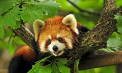 ताप्लेजुङमा रेडपाण्डा अनुसन्धान केन्द्र बन्दै