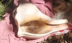 हराएकाे चार वर्षपछि चन्दननाथको बहुमूल्य दाहिने शङ्ख फेला