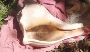 हराएकाे चार वर्षपछि चन्दननाथको बहुमूल्य दाहिने शङ्ख फेला