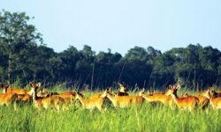 शुक्लाफाँटा राष्ट्रिय निकुञ्ज खुलेपनि आएनन् पर्यटक