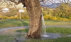 यस्तो अचम्मको रुख जहाँबाट ३६५ दिनै आउँछ पानी