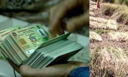 यातायात कार्यालयमा राखिएको लाइसेन्स कसरी पुग्याे धान खेतमा ?