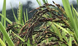 पाल्पामा धान उत्पादन बढ्याे