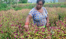 मखमली फूल टिप्दै किसान