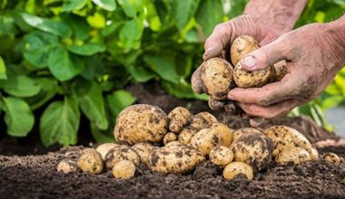 म्याग्दीमा आलुले बजार पाएन