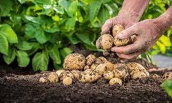 हिमाली क्षेत्रमा आलु उत्पादन घट्यो