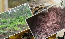 अलैँची प्रशोधन केन्द्र स्थापना गर्न केन्द्र सरकारले पहल गर्ने