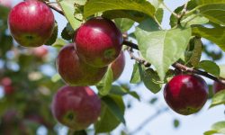 हेलम्बुमा ३७ वर्षपछि फेरि फल्न थाल्यो स्याउ