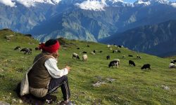 चिसो छल्न भेडी गोठाला बेंसी झर्दै