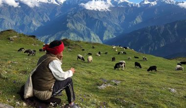 चिसो छल्न भेडी गोठाला बेंसी झर्दै