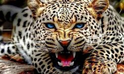 देउखुरीमा चितुवा आतंक, एकैरातमा १७ वटा बाख्रा मार्‍याे