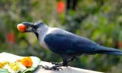 कागलाई किन यमदूतका रुपमा मानिन्छ ?