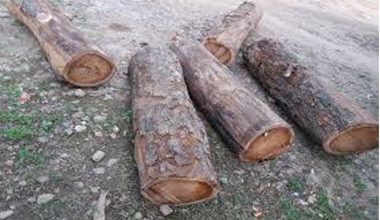 बेवारिसे अवस्थामा रहेकाे खयरको काठ बरामद