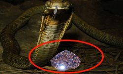 नागमणि दिन्छु भन्दै झन्डै २ कराेड ठगी गर्ने पक्राउ