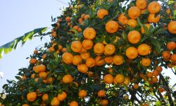 सुन्तला खेती आम्दानीको ठूलो स्रोत, मूल्य बढ्ने आशामा किसान