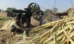 उखु पेल्न व्यस्त महोत्तरीका किसान