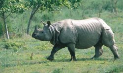 नेपालमा वर्षिनी गैंडाको संख्या घट्दै, एकै वर्षमा ११ वटा गैँडाको मृत्यु