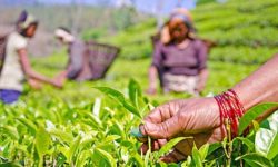 चिया अध्ययन तथा परीक्षण केन्द्रको शिलान्यास