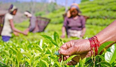 चिया अध्ययन तथा परीक्षण केन्द्रको शिलान्यास