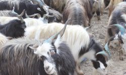 यसवर्ष पनि च्यांग्राको बिक्री नहुने